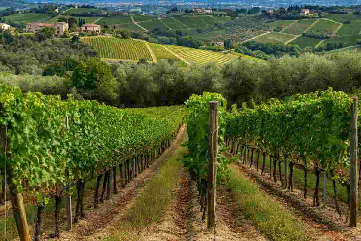 La magia del terroir di Modigliana: Cantina Maurizio Costa conquista Vini ad Arte 2025