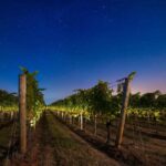 La magia della vendemmia notturna a Donnafugata con le orchestre invisibili