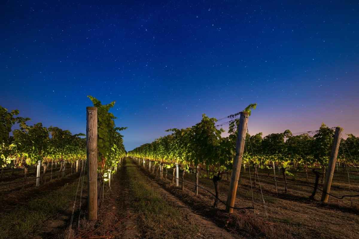 La magia della vendemmia notturna a Donnafugata con le orchestre invisibili