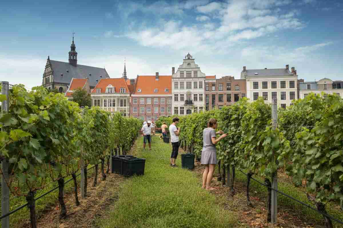 La rinascita delle vigne urbane: un tesoro da scoprire in città