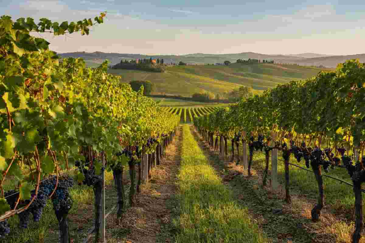 La vendemmia 2025 a Montefili: scoprire l'eleganza del Chianti Classico tra le nuvole