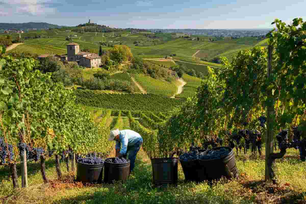 La vendemmia in Valpolicella: un rosso di qualità tra sfide e opportunità