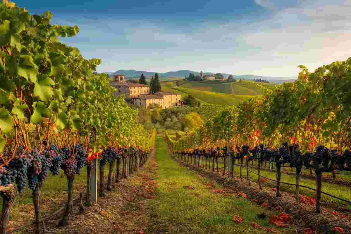 Le strategie vincenti delle grandi denominazioni di vini rossi italiani tra vendemmia e mercato