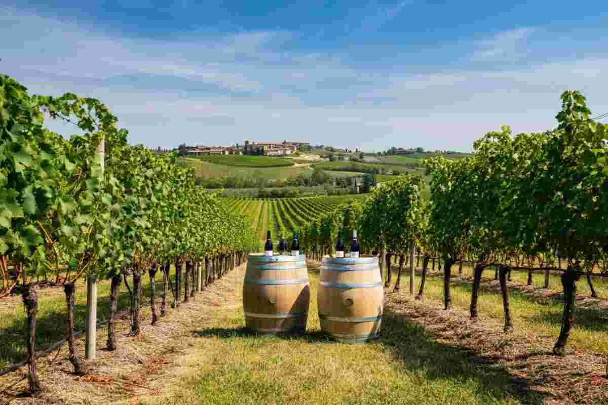 Marche: il segreto della crescita qualitativa del vino in Italia