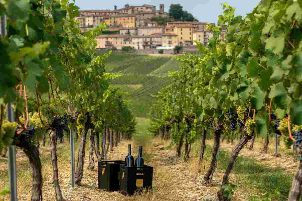 Master Romagna Albana DOCG 2025: un nuovo ambasciatore per l'Albana di Romagna