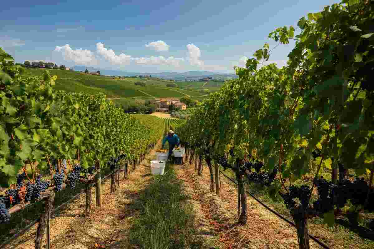 Montalcino 2025: una vendemmia di qualità straordinaria con un leggero calo nella produzione
