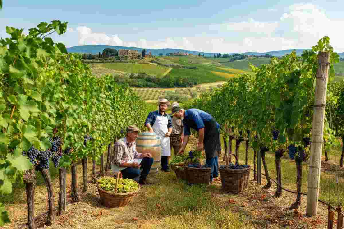 Montalcino 2025: una vendemmia di qualità straordinaria con un leggero calo nella produzione