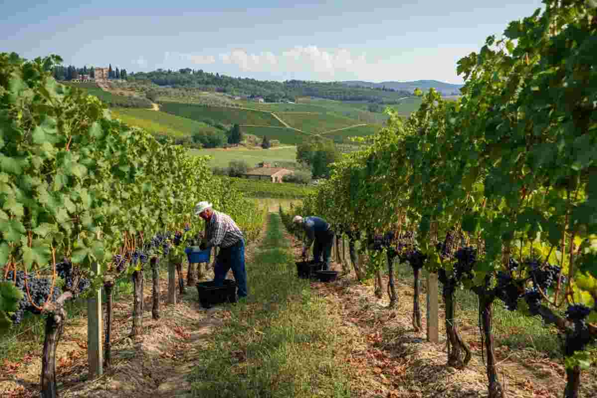 Montalcino: vendemmia di qualità, ma con una produzione in diminuzione