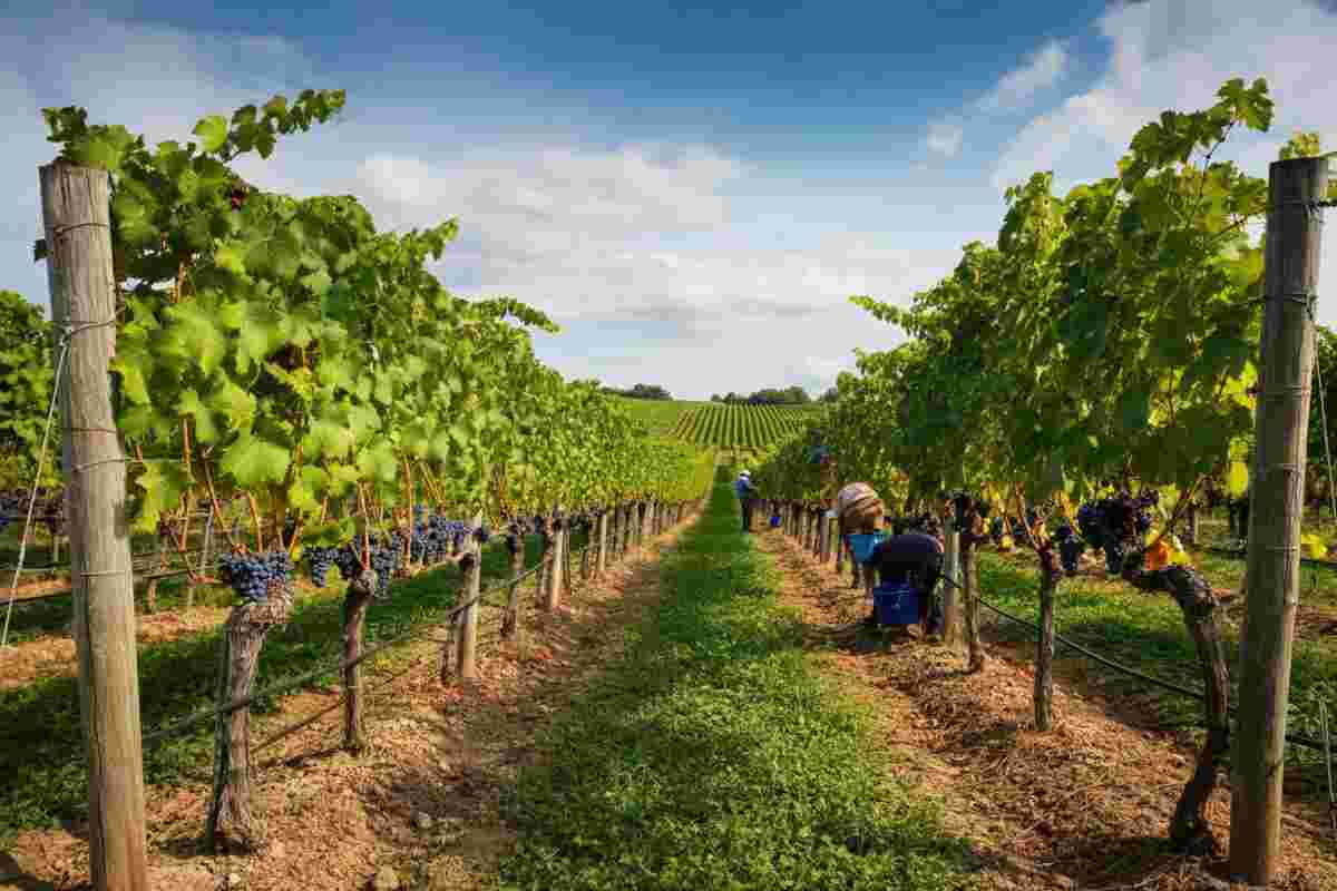 Monteverro 2025: una vendemmia sorprendente e innovativa