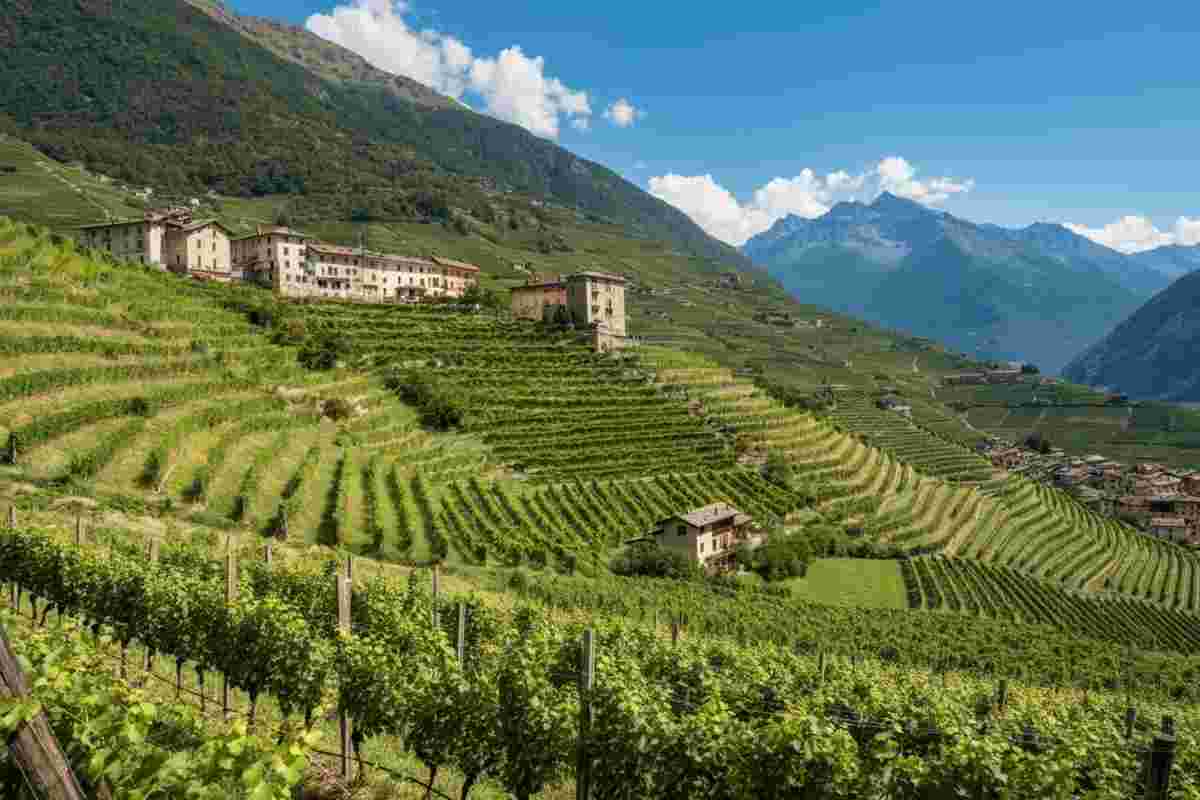 Nebbiolo di Valtellina: un viaggio nell'eleganza contemporanea di ViVa 2025