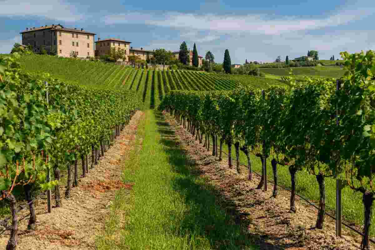 Nuove opportunità per il Pinot Grigio italiano grazie agli accordi UE-Mercosur