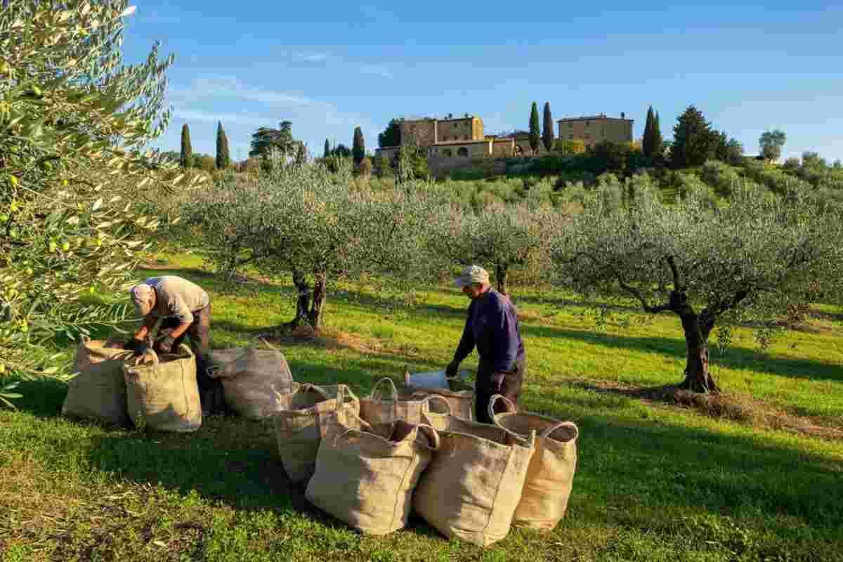 Olio in pericolo: AIFO avverte il governo sulla crisi dei frantoi