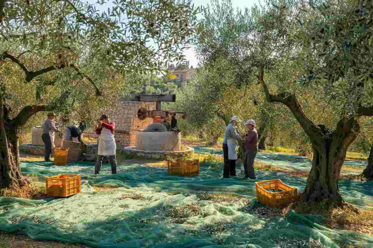 Olio in pericolo: AIFO avverte il governo sulla paralisi dei frantoi