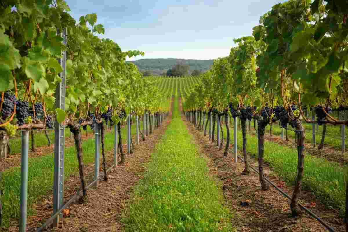 Pali per vigneti: l'eccellenza italiana di SATI