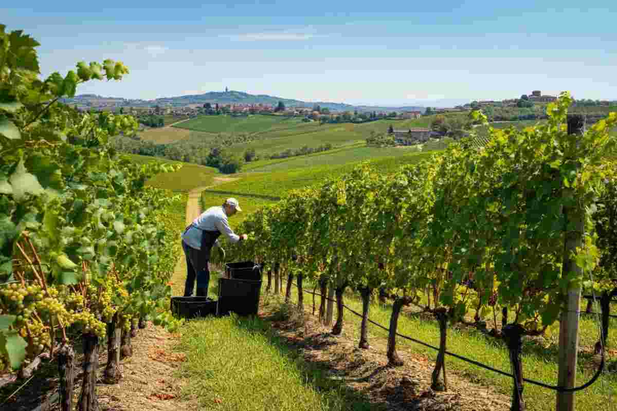 Prosecco DOCG: la vendemmia 2025 promette di essere storica