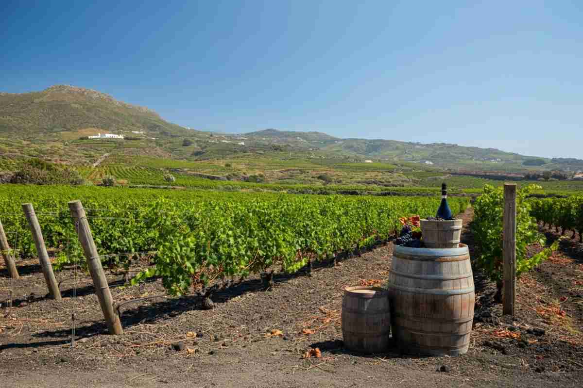 Scoperta a Pantelleria: sequestrati 5.000 litri di falso Zibibbo Dop e Igt