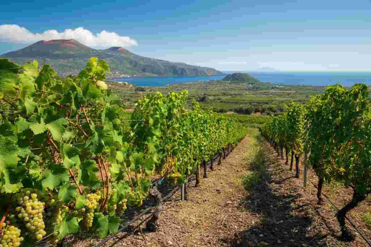 Scoperta una truffa: 5.000 litri di falso Zibibbo sequestrati a Pantelleria