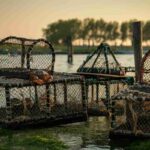 Scoprendo le moleche: il tesoro gastronomico della laguna veneta