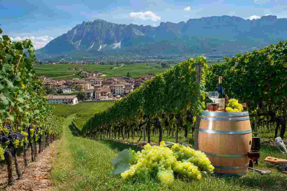 Scopri il Marzemino: il vitigno simbolo della Vallagarina