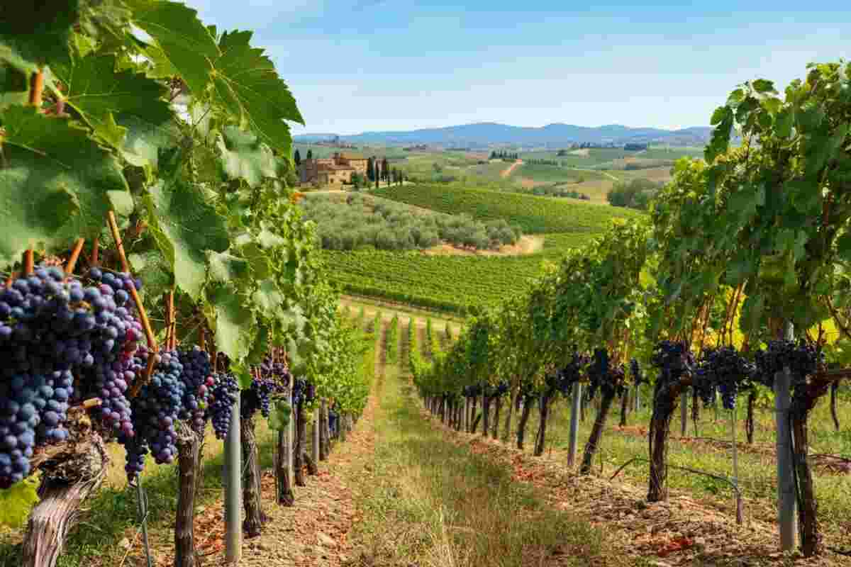 Scopri le quattro sfumature del Cabernet Franc: un viaggio tra eleganza e personalità