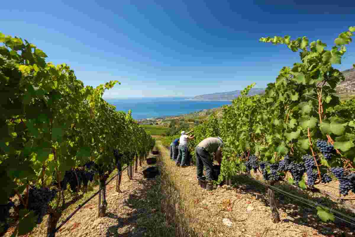Settesoli: la vendemmia 2015 del vigneto più grande d'Europa si è conclusa con successi sorprendenti