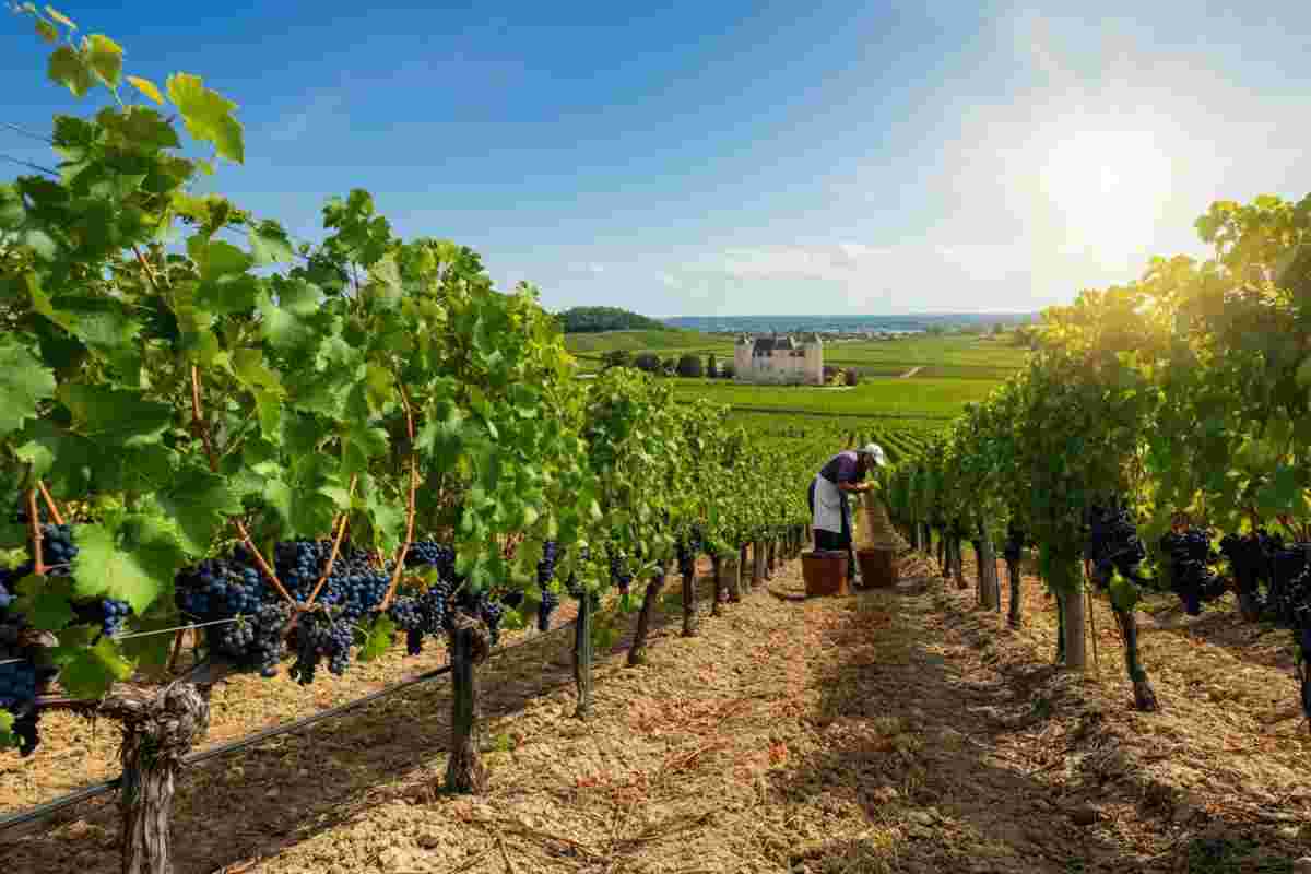 Siccità e AOC: la Francia affronta una nuova era nel valore del vino