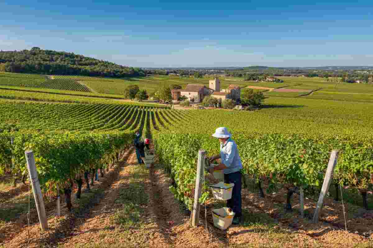 Siccità e AOC: la Francia alla ricerca di un nuovo valore nel vino