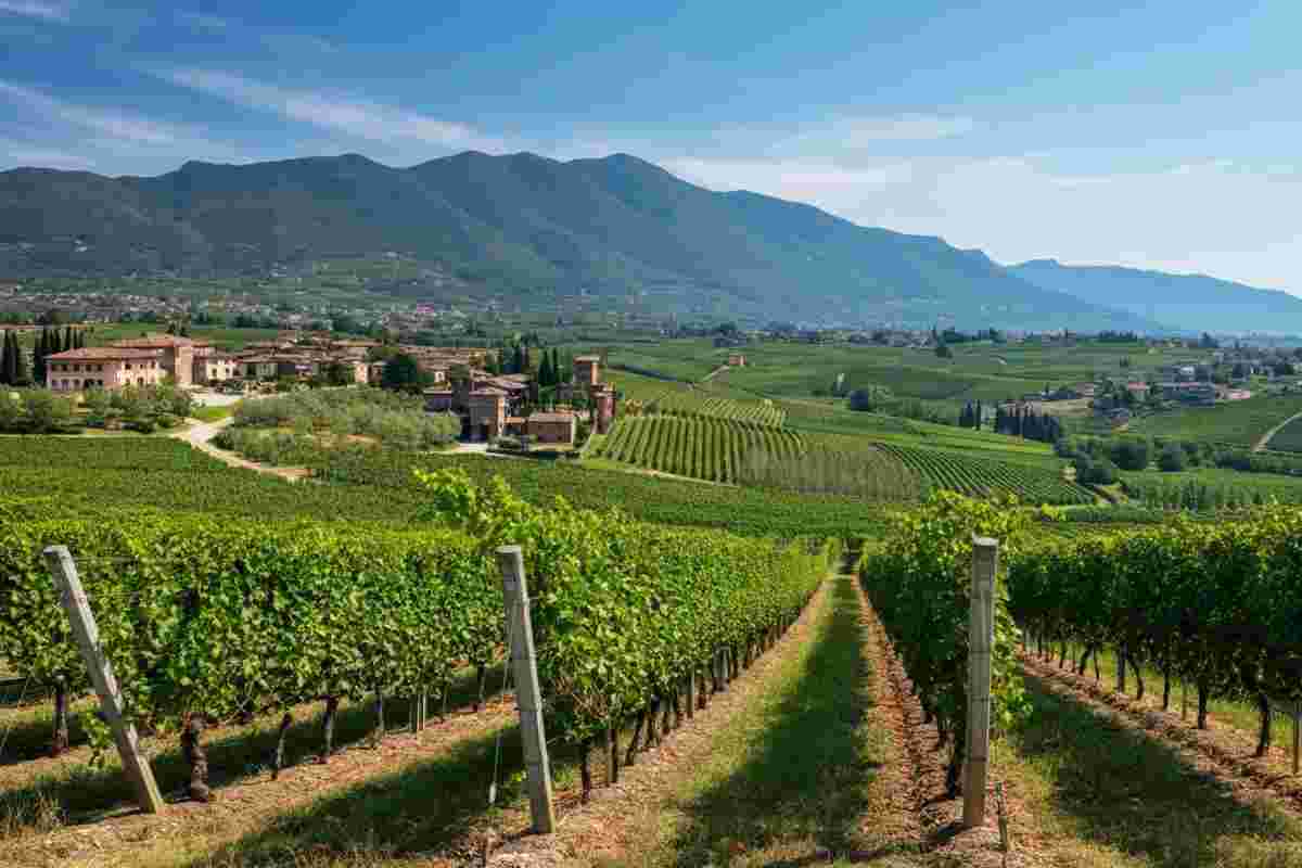 Valpolicella: i marchi dei vini entrano nel Consorzio per una nuova era di qualità