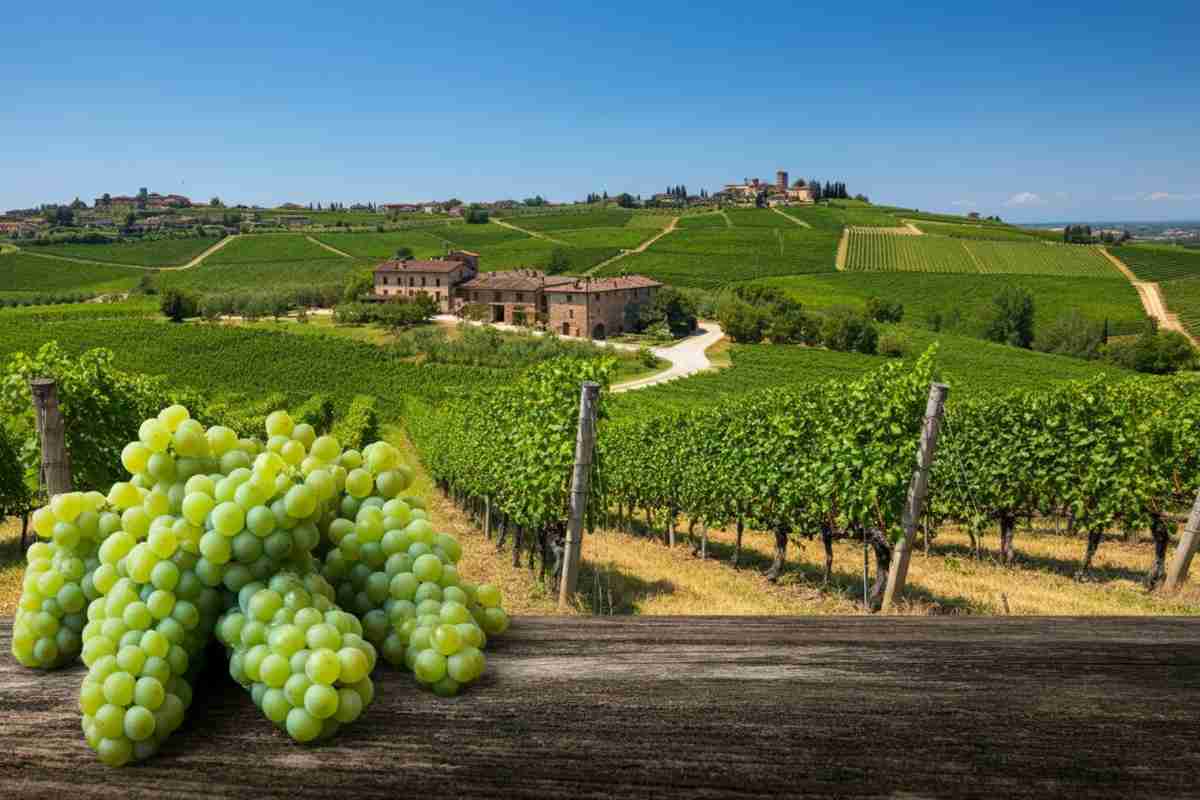 Valpolicella: un nuovo capitolo per i grandi rossi veronesi con i marchi collettivi al Consorzio