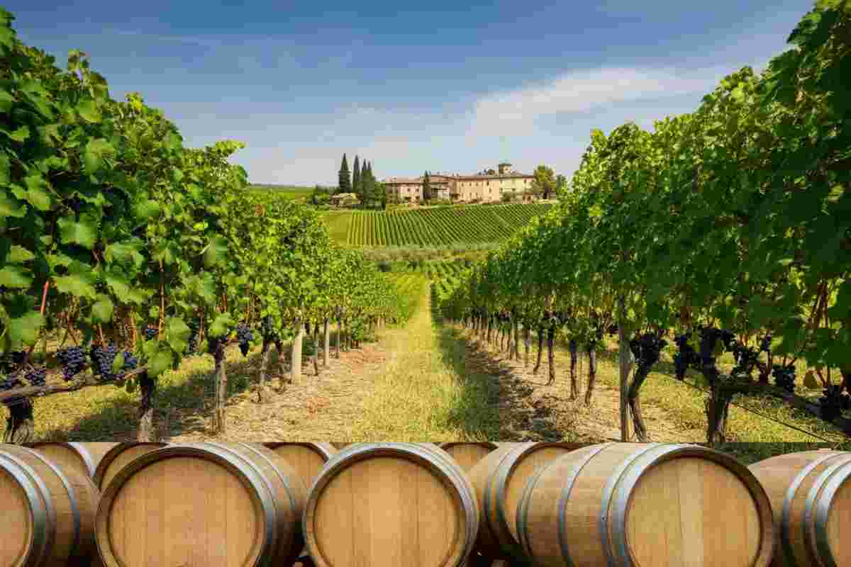 Valpolicella: un nuovo capitolo per i grandi rossi veronesi con il passaggio dei marchi collettivi al Consorzio