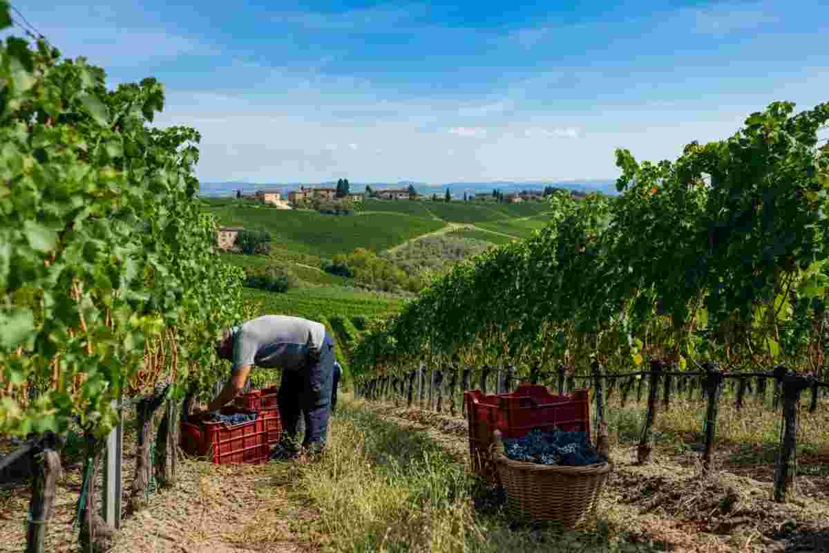 Vendemmia 2025: Maretti di Legacoop avverte, Promozione essenziale, basta tagli indiscriminati