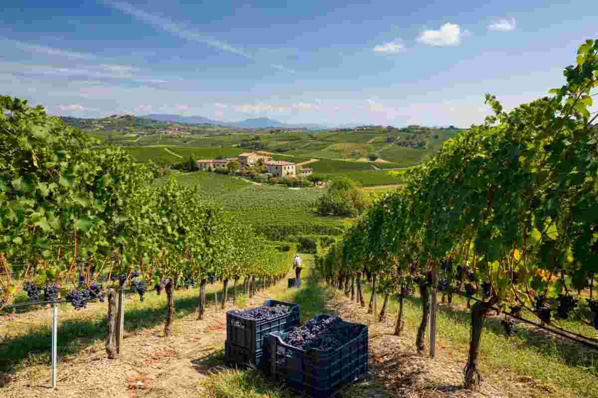 Vendemmia 2025: il Sud Italia sorprende con qualità eccezionale e un boom di produzioni