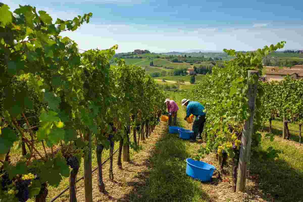 Vendemmia 2025: il sud Italia conquista il primato con un aumento dell'8% nei volumi e qualità straordinaria
