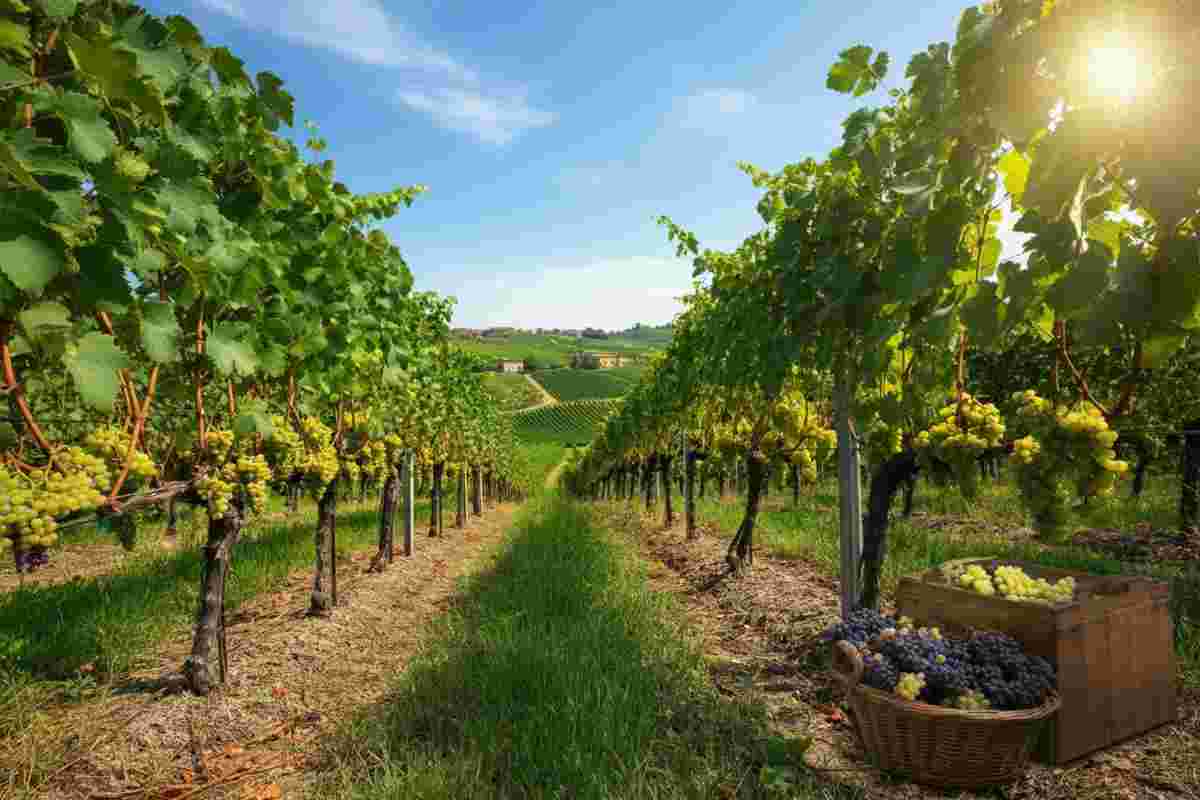 Vendemmia 2025: l'Italia si prepara a un raccolto abbondante e di qualità