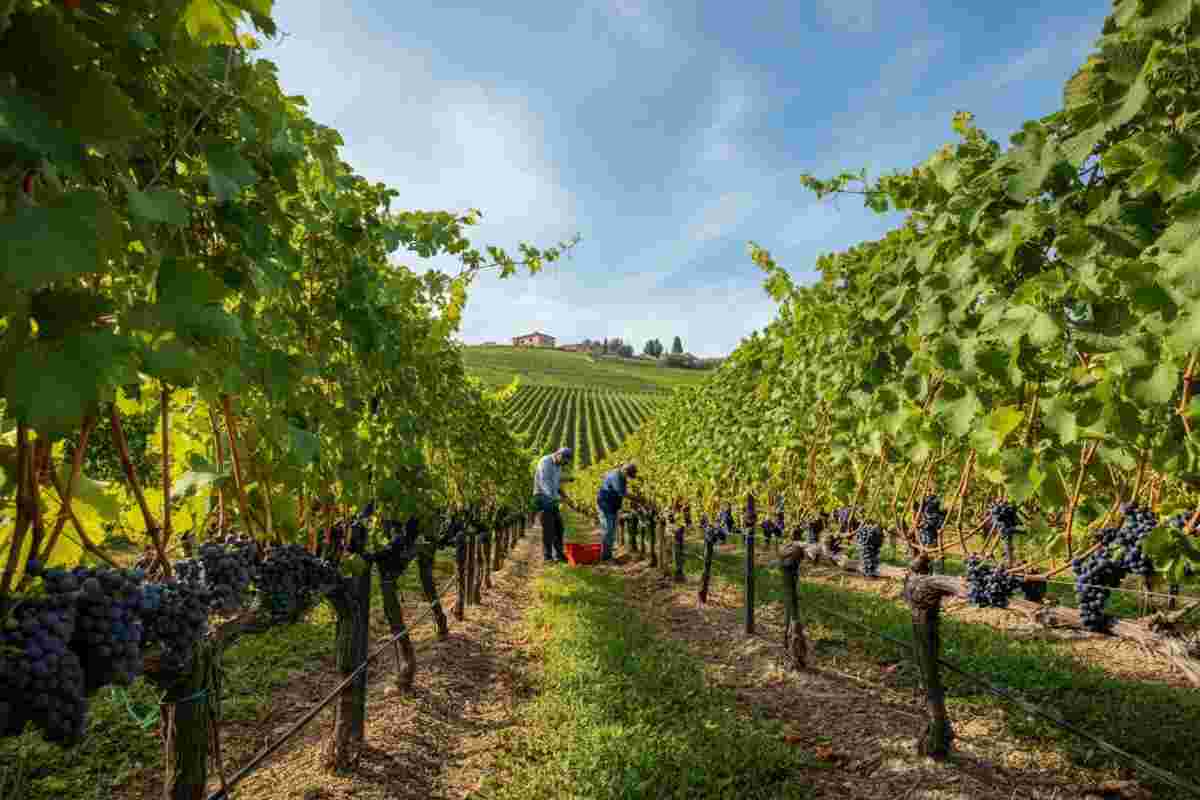 Vendemmia 2025: la Franciacorta biologica si prepara a un'annata straordinaria