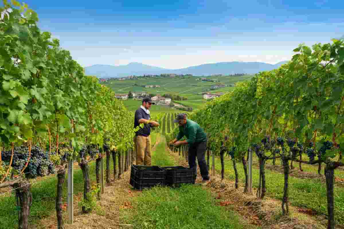 Vendemmia 2025: le promettenti prospettive del Conegliano Valdobbiadene Prosecco Superiore DOCG