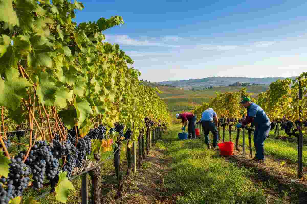 Vendemmia 2025: le storie e le sfide dei territori vinicoli italiani