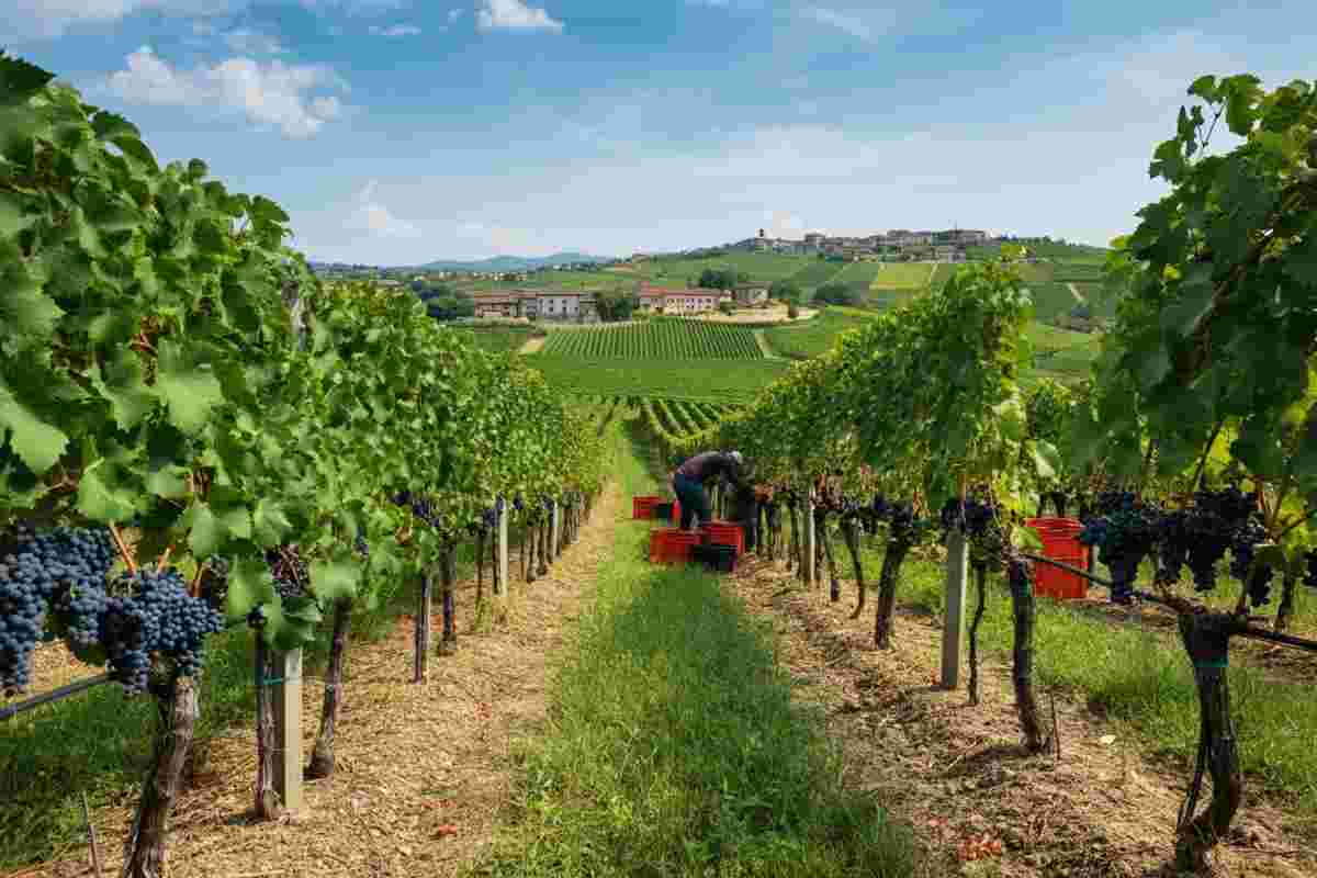 Vendemmia 2025 nel Nord Italia: un'annata straordinaria secondo i dati di Assoenologi, ISMEA e UIV