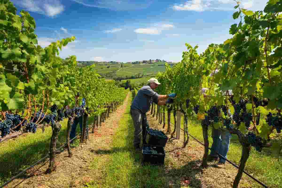 Vendemmia 2025: storie e voci dai territori vinicoli d'Italia