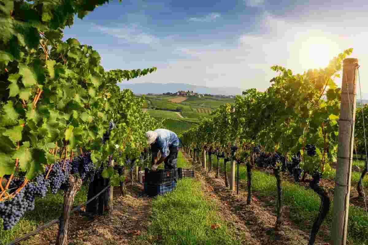 Vendemmia 2025: un anno di successo per il sud Italia con un aumento dell'8% nei volumi e qualità superiore