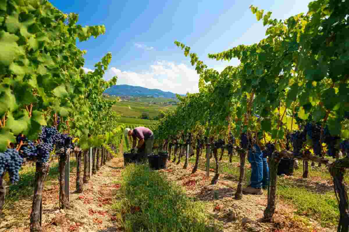 Vendemmia 2025: un viaggio attraverso la qualità straordinaria del vino italiano