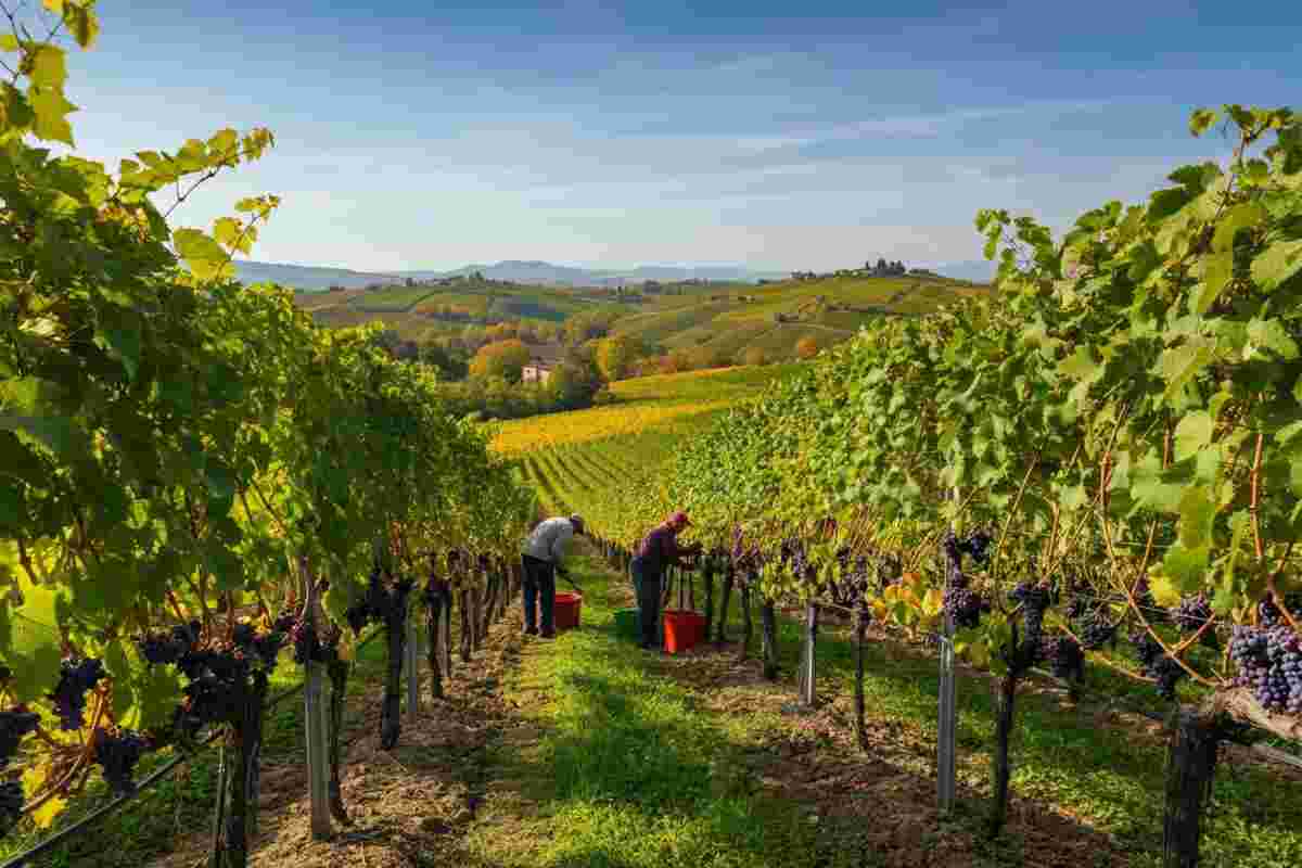 Vendemmia 2025: un viaggio tra le eccellenze vinicole d'Italia