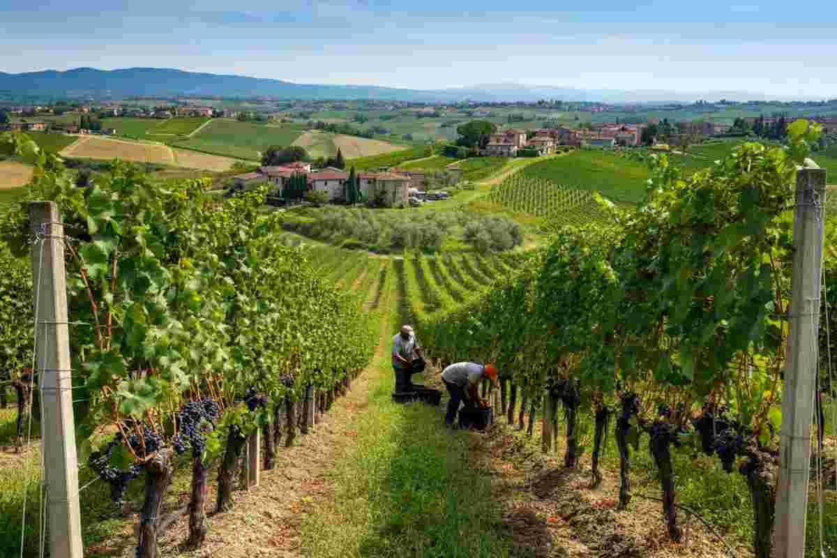 Vendemmia 2025: un'annata straordinaria per i vini del Centro Italia