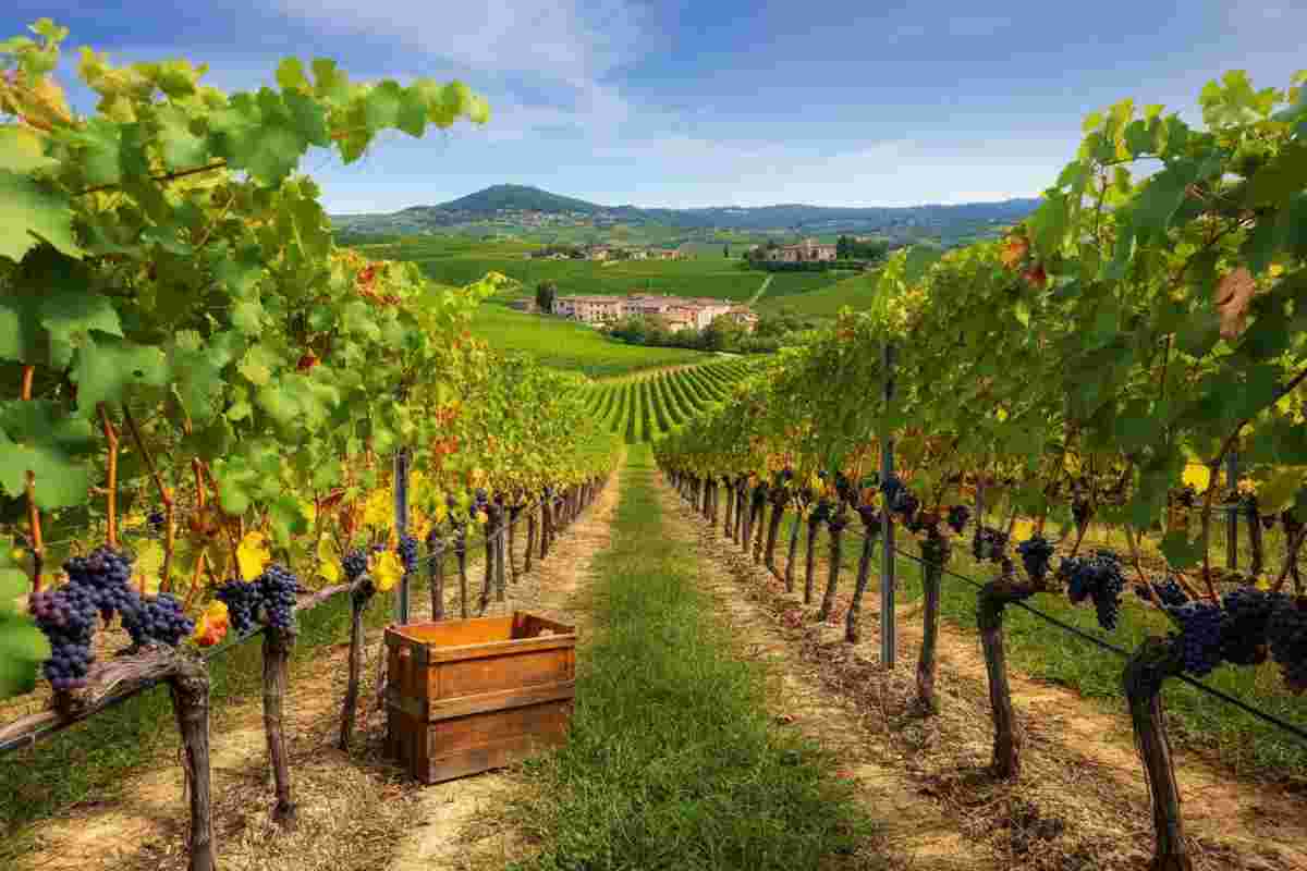 Vendemmia 2025: un'annata straordinaria per i vini del Centro Italia