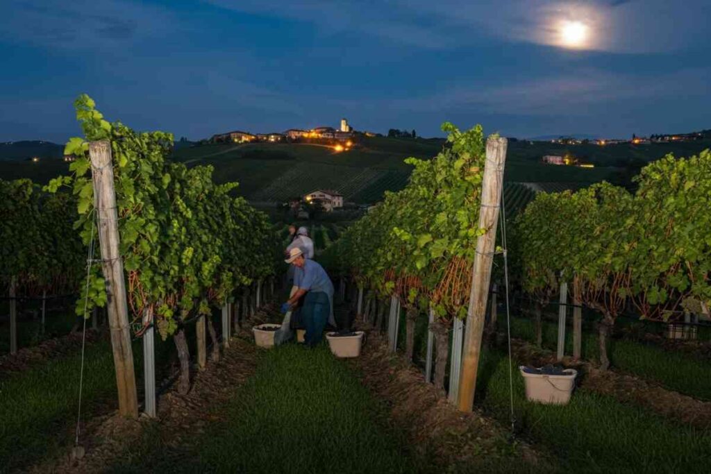 Vendemmia notturna: la magia di Ruchè e Grignolino a Montalbera