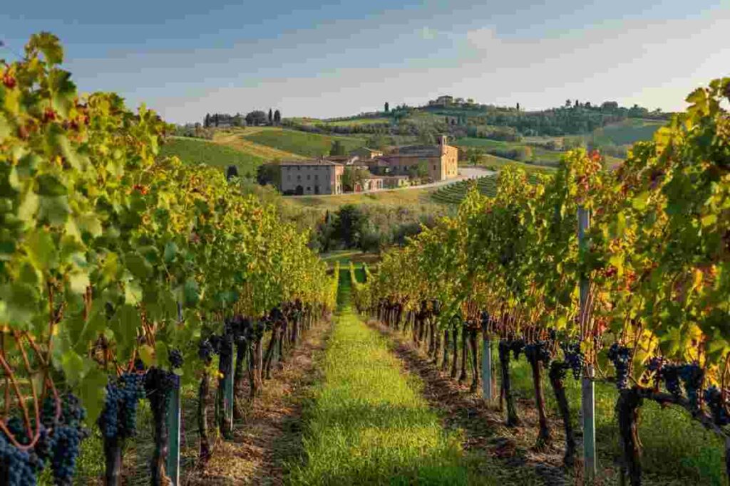 Vino in crisi: prospettive contrastanti per il futuro del settore