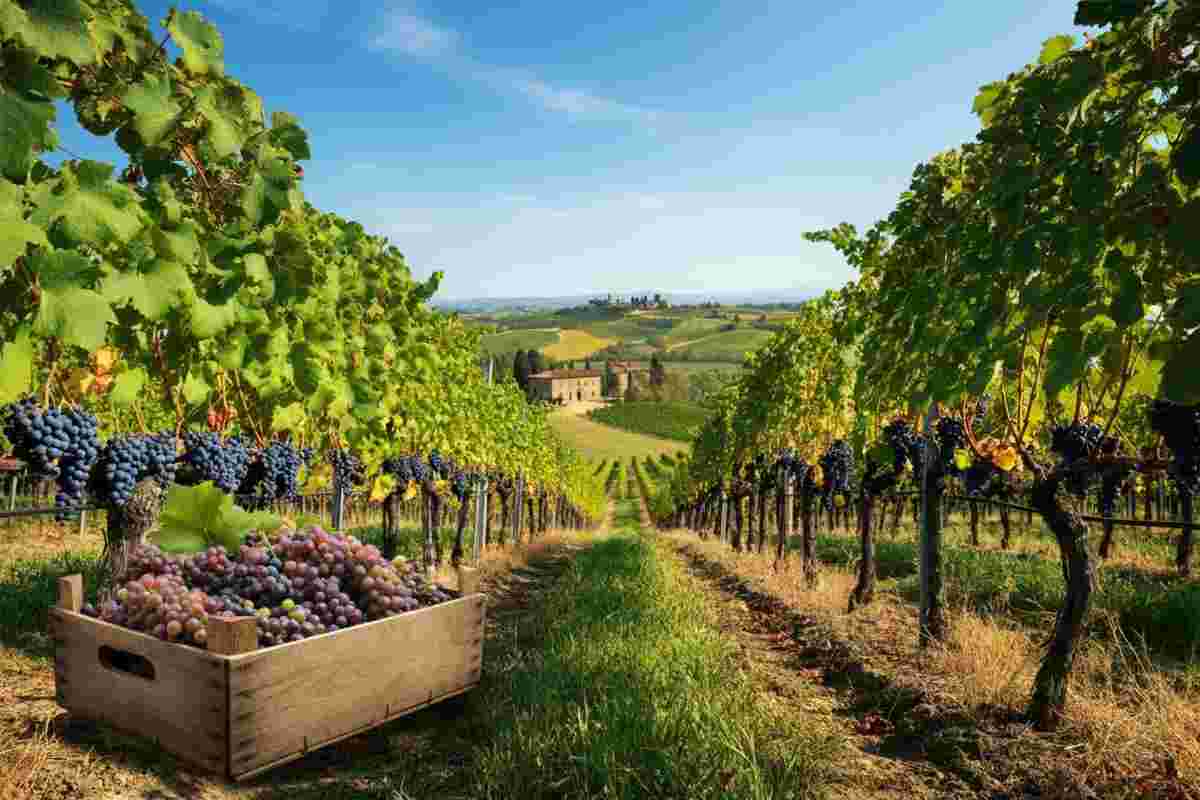 Vino italiano in crisi: l'export del primo semestre 2025 segna un calo preoccupante