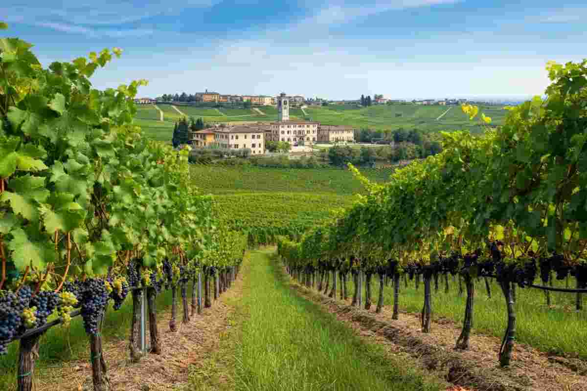 40 anni di eccellenza: il Consorzio Vini Asolo Montello festeggia il suo viaggio di bellezza e valore