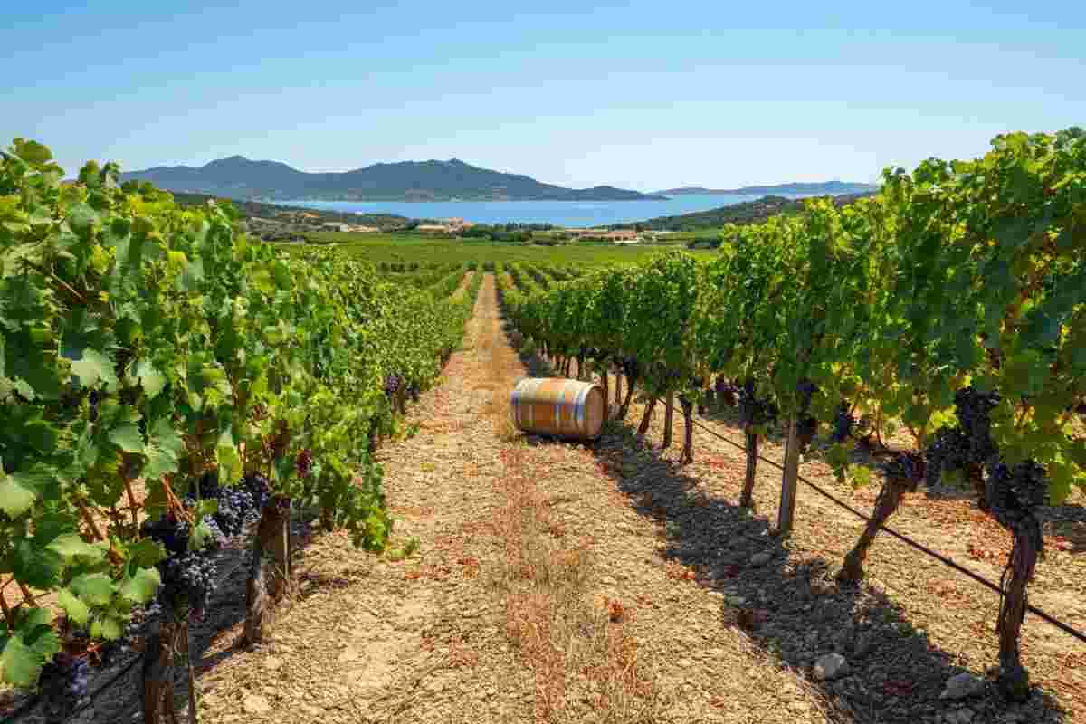 Antichi Poderi Jerzu presenta “Filare”: un viaggio nel gusto e nella tradizione