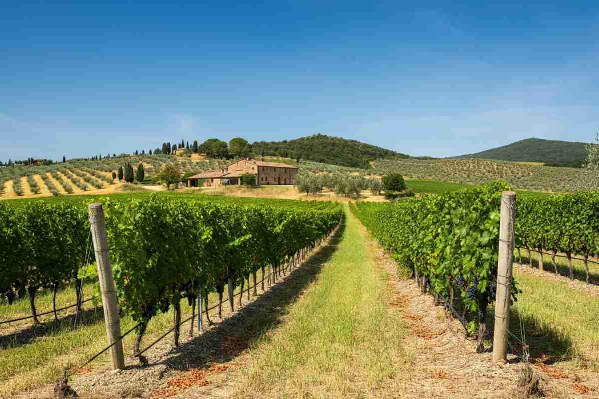 Antonio Spurio: la nuova guida della Cantina di Pitigliano per un futuro di successi